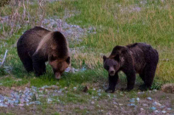 Ursa Grizzly e seu filho se alimentam ao lado de rio na região de Many Glacier, no Glacier Nacional Park, em Montana, nos Estados Unidos